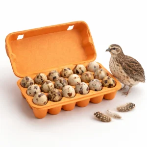 boite 18 oeufs de cailles A2pas2moi